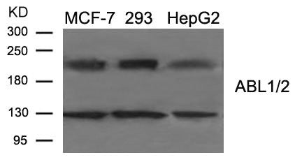 Western blot analysis of extract from MCF-7, 293, HepG2 cells using ABL1/2 (Ab-393/439) Antibody.