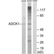 Western blot analysis of extracts from A549 cells and RAW264.7 cells, using ADCK1 antibody.