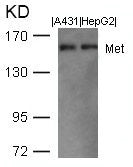 Western blot analysis of extracts from A431 and HepG2 cells using Met(Ab-1003) Antibody.