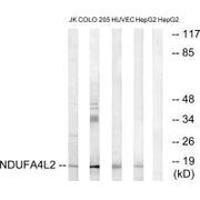 Western blot analysis of extracts from Jurkat cells, COLO cells, HUVEC cells and HepG2 cells, using NDUFA4L2 antibody.