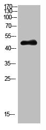 Western Blot analysis of HEPG2 cells using Antibody diluted at 1000
