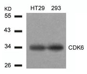 Western blot analysis of extracts from HT29 and293 cells using CDK6(Ab-24) Antibody.