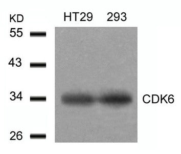 Western blot analysis of extracts from HT29 and293 cells using CDK6(Ab-24) Antibody.