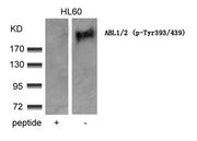Western blot analysis of extracts from HL60 cells using ABL1/2(phospho-Tyr393/439) Antibody and the same antibody preincubated with blocking peptide.