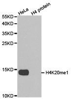 Western blot analysis of extracts of HeLa cell line and H4 protein expressed in E.coli., using H4K20me1 antibody.
