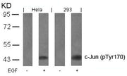 Western blot analysis of extracts from Hela and 293 cells untreated or treated with EGF using c-Jun(Phospho-Tyr170) Antibody.