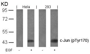 Western blot analysis of extracts from Hela and 293 cells untreated or treated with EGF using c-Jun(Phospho-Tyr170) Antibody.