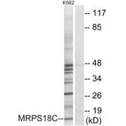 Western blot analysis of extracts from K562 cells, using MRPS18C antibody.
