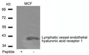 Western blot analysis of extracts from MCF cells using Lymphatic vessel endothelial hyaluronic acid receptor 1 Antibody and the same antibody preincubated with blocking peptide.