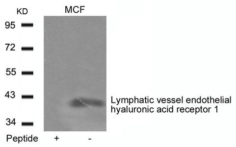 Western blot analysis of extracts from MCF cells using Lymphatic vessel endothelial hyaluronic acid receptor 1 Antibody and the same antibody preincubated with blocking peptide.