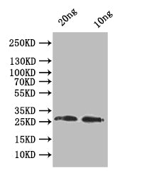 Western Blot Positive WB detected in: recombinant protein All lanes:odc1 Antibody at 1:1000 Secondary Goat polyclonal to rabbit IgG at 1/50000 dilution Predicted band size: 25.1 kDa Observed band size: 26 kDa