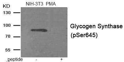 Western blot analysis of extracts from NIH-3T3 cells treated with PMA using Phospho-Glycogen Synthase (Ser645) antibody.The lane on the right is treated with the antigen-specific peptide.