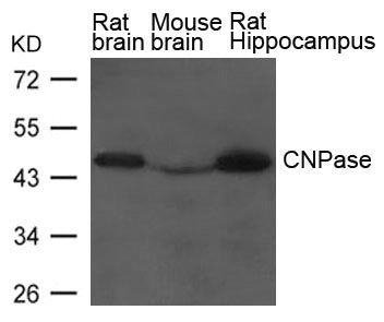 Western blot analysis of extract from Rat brain, Mouse brain and Rat hippocampus Tissue using CNPase Antibody