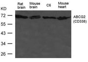 Western blot analysis of extract from HL-60 cells using ABCG2(CD338) Antibody