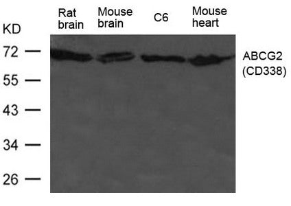 Western blot analysis of extract from HL-60 cells using ABCG2(CD338) Antibody