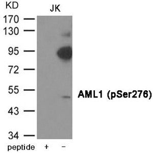 Western blot analysis of extracts from JK cells using AML1 (Phospho-Ser276) Antibody.The lane on the left is treated with the antigen-specific peptide.