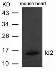 Western blot analysis of extract from mouse heart tissue using Id2 Antibody