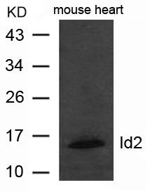 Western blot analysis of extract from mouse heart tissue using Id2 Antibody