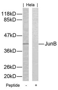 Western blot analysis of extracts from Hela cells using JunB(Ab-259) Antibody and the same antibody preincubated with blocking peptide.