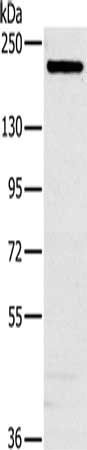 Gel: 6%SDS-PAGE, Lysate: 40 ug, Lane: Hela cells, Primary antibody: CSB-PA571370(NCOA3 Antibody) at dilution 1/200, Secondary antibody: Goat anti rabbit IgG at 1/8000 dilution, Exposure time: 5 seconds