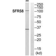 Western blot analysis of extracts from 293 cells, using SFRS8 antibody.