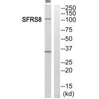 Western blot analysis of extracts from 293 cells, using SFRS8 antibody.