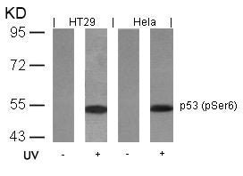 Western blot analysis of extracts from HT29 and Hela cells untreated or treated with UV using p53(Phospho-Ser6) Antibody.