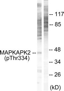 Western blot analysis of extracts from NIH/3T3 cells, using MAPKAPK2 (Phospho-Thr334) antibody. The lane on the right is treated with the synthesized peptide.
