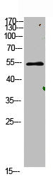 Western Blot analysis of mouse-lung cells using primary antibody diluted at 1:500(4°C overnight). Secondary antibody:Goat Anti-rabbit IgG IRDye 800( diluted at 1:5000, 25°C, 1 hour)