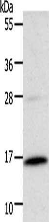 Gel: 12%SDS-PAGE, Lysate: 40 ug, Lane: NIH/3T3 cells, Primary antibody: CSB-PA573559(CSF2 Antibody) at dilution 1/600, Secondary antibody: Goat anti rabbit IgG at 1/8000 dilution, Exposure time: 5 seconds