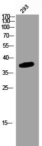 Western Blot analysis of 293 cells using AMPKγ1/2/3 Polyclonal Antibody