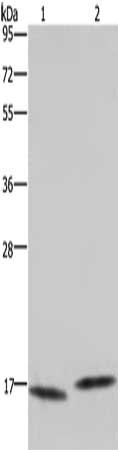 Gel: 10%SDS-PAGE, Lysate: 40 ug, Lane 1-2: 823 cells, Raji cells, Primary antibody: CSB-PA574068(MAP1LC3C Antibody) at dilution 1/450, Secondary antibody: Goat anti rabbit IgG at 1/8000 dilution, Exposure time: 2 minutes