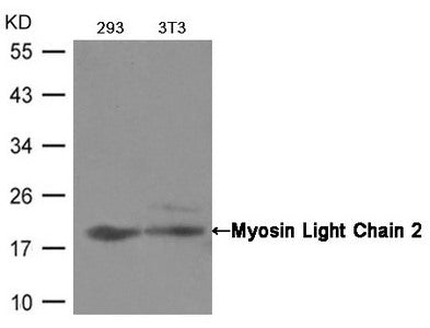 Western blot analysis of extracts from293 and 3T3 cells using Myosin Light Chain 2 (Ab-19) Antibody.