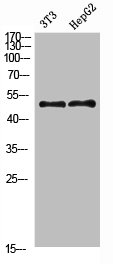 Western Blot analysis of 3T3 HEPG2 cells using Factor IX Polyclonal Antibody diluted at 1:800. Secondary antibody was diluted at 1:20000
