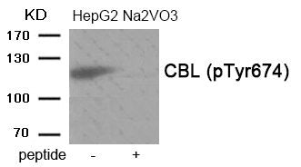 Western blot analysis of extracts from HepG2 cells treated with Na2VO3 using Phospho-CBL (Tyr674) antibody.The lane on the right is treated with the antigen-specific peptide.