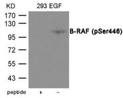 Western blot analysis of extracts from 293 cells treated with EGF using B-RAF (Phospho-Ser446) Antibody.The lane on the left is treated with the antigen-specific peptide.