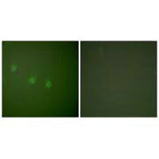 Immunofluorescence analysis of COS7 cells, using OCT2 antibody.