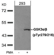 Western blot analysis of extracts from 293 cells untreated or treated with PMA using GSK3α/β(Phospho-Tyr279/216) Antibody.