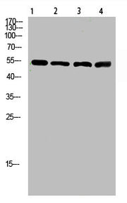 Western Blot analysis of 1,mouse-lung 2,mouse-brain 3,mouse-spleen 4,mouse-kidney cells using primary antibody diluted at 1:500(4°C overnight). Secondary antibody:Goat Anti-rabbit IgG IRDye 800( diluted at 1:5000, 25°C, 1 hour)