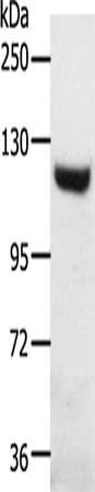 Gel: 8%SDS-PAGE, Lysate: 40 ug, Lane: Mouse heart tissue, Primary antibody: CSB-PA577595(SLC24A1 Antibody) at dilution 1/1000, Secondary antibody: Goat anti rabbit IgG at 1/8000 dilution, Exposure time: 30 minutes