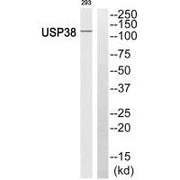 Western blot analysis of extracts from 293 cells, using USP38 antibody.
