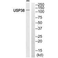 Western blot analysis of extracts from 293 cells, using USP38 antibody.