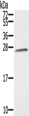Gel: 12%SDS-PAGE, Lysate: 40 ug, Lane: K562 cells, Primary antibody: CSB-PA578286(SSX1 Antibody) at dilution 1/350, Secondary antibody: Goat anti rabbit IgG at 1/8000 dilution, Exposure time: 1 minute