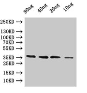 Western Blot Positive WB detected in: recombinant protein All lanes:coat Antibody at 1:1000 Secondary Goat polyclonal to rabbit IgG at 1/50000 dilution Predicted band size: 37.8 kDa Observed band size: 38 kDa