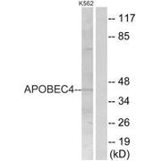 Western blot analysis of extracts from K562 cells, using APOBEC4 antibody.