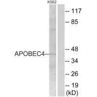 Western blot analysis of extracts from K562 cells, using APOBEC4 antibody.