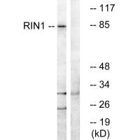 Western blot analysis of extracts from K562 cells, using RIN1 antibody.