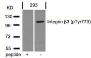 Western blot analysis of extracts from 293 cells using Integrin b3(Phospho-Tyr773) Antibody and the same antibody preincubated with blocking peptide.