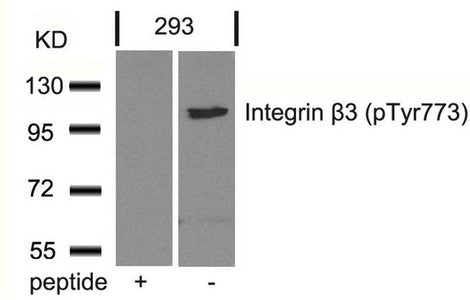 Western blot analysis of extracts from 293 cells using Integrin b3(Phospho-Tyr773) Antibody and the same antibody preincubated with blocking peptide.