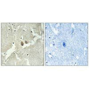 Immunohistochemistry analysis of paraffin-embedded human brain tissue using NSG2 antibody.